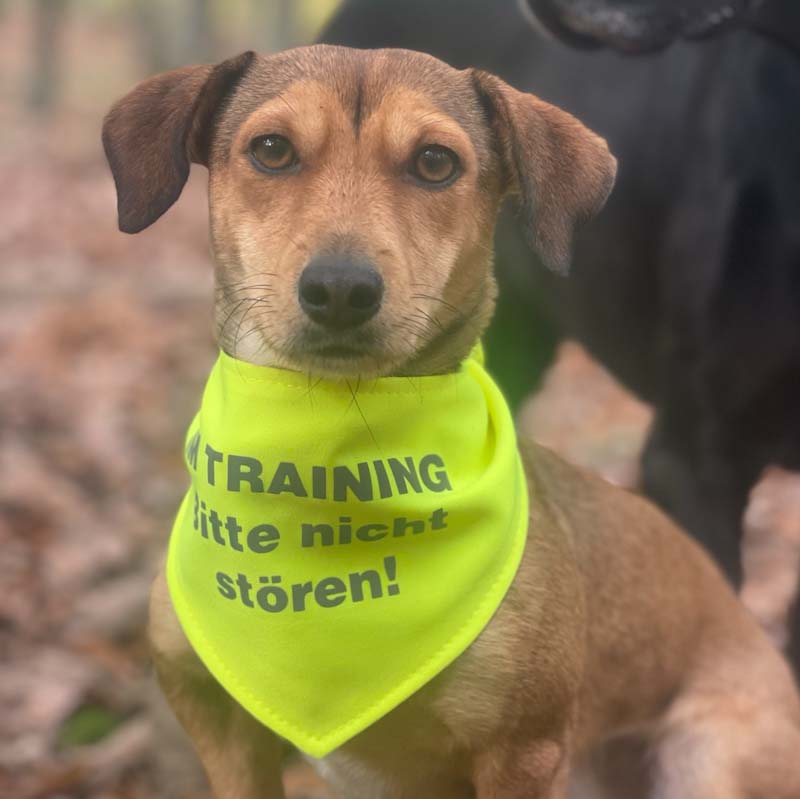 Hundehalstücher mit Wunschtext bestickt