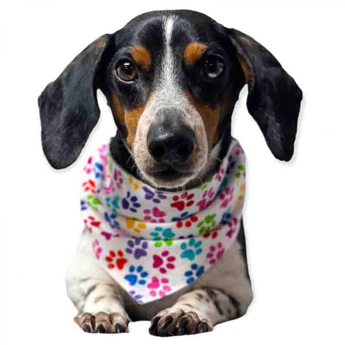 HACRAHO Hundehalstuch Set - 2 Weiße DIY Bandanas Mit Abnehmbarem Halsband Für Kleine & Mittelgroße Hunde