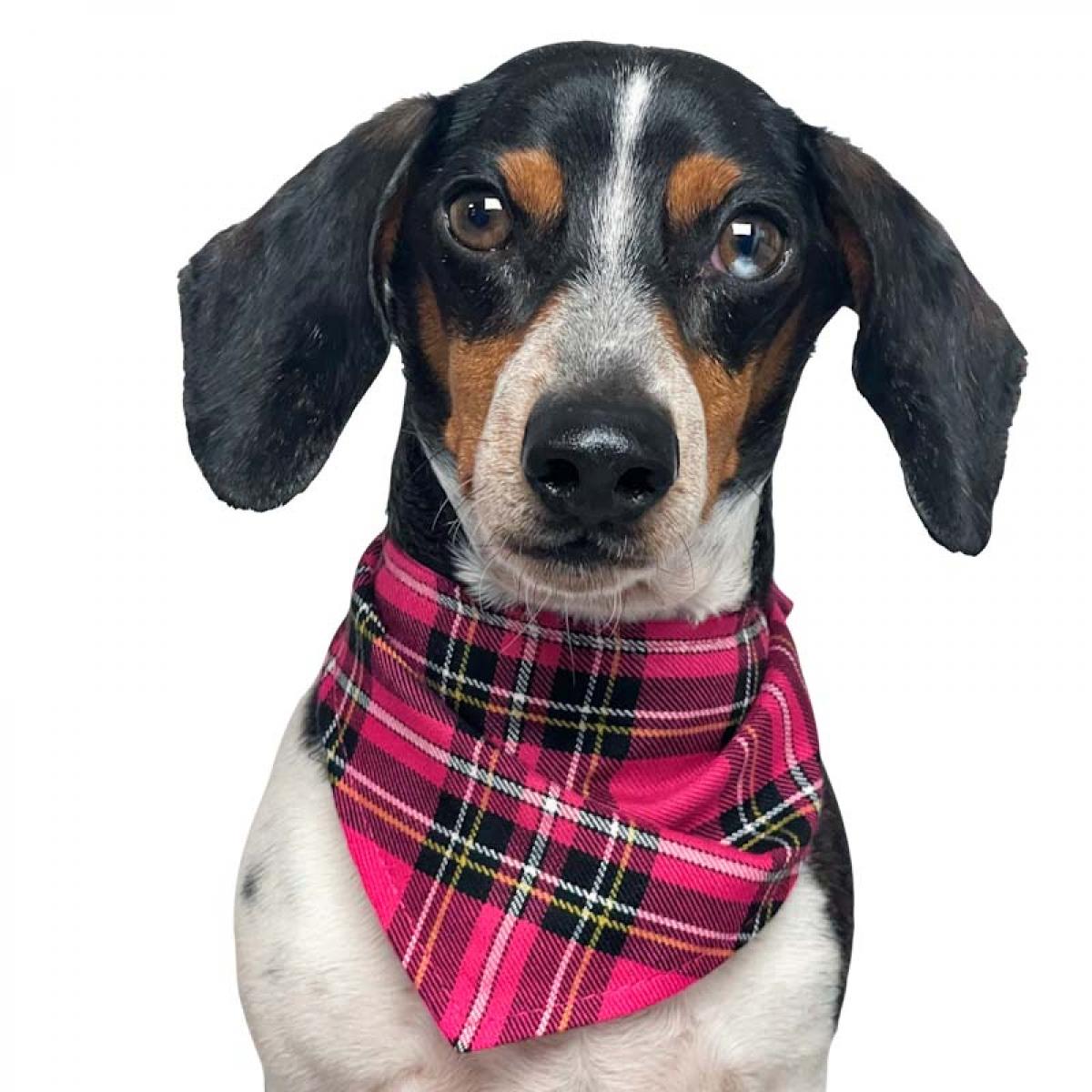 Hundehalstuch Pink Schwarz Kariert Baumwollstoff Mit Wunschtext Bestickt