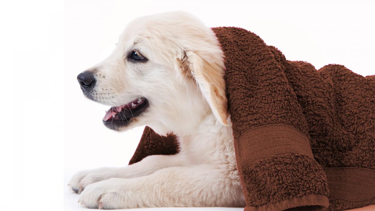Wunschtext Handtuch Duschtuch Baumwolle Stickerei bestickt mit Hund Spitz Weiß 