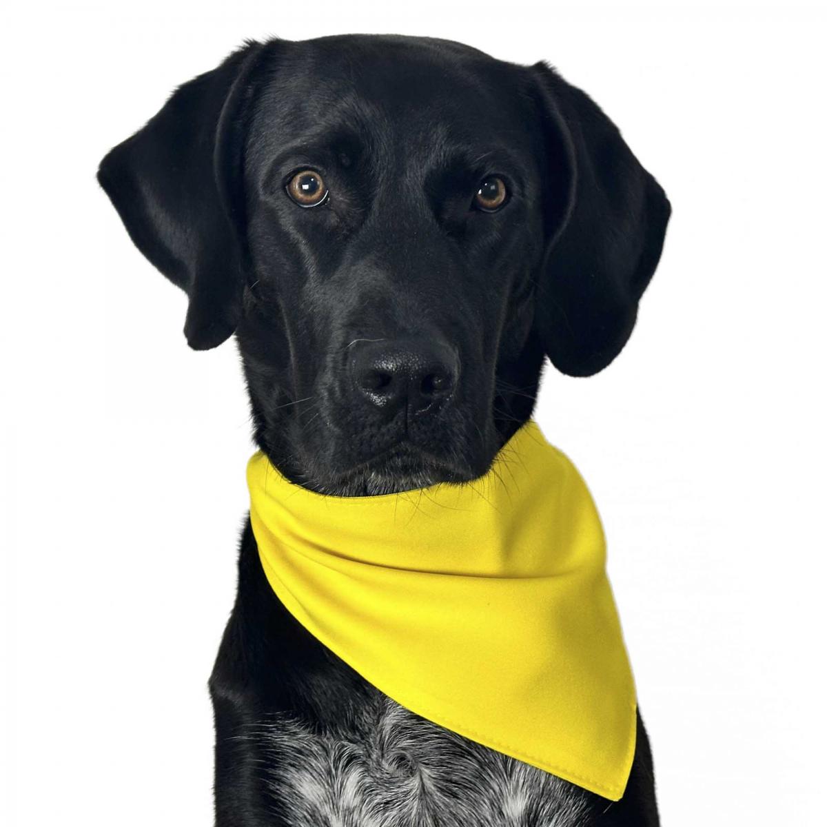 hundebett wasserabweisend Vollstndig Orthopdisches Wasserdichtes Hundebett mit Rundum-Untersttzung  fr Groe Hunde  FunnyFuzzy